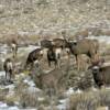 Great Sand Dunes National Monument Mule Deer
Picture by TT